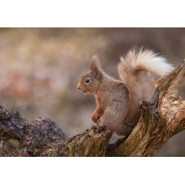 Red Squirrel Cairngorm 4