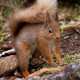 Red Squirrel Cairngorm 7