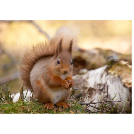 Red Squirrel Cairngorm 14