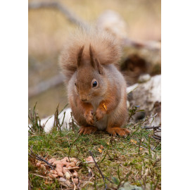 Red Squirrel Cairngorm 15