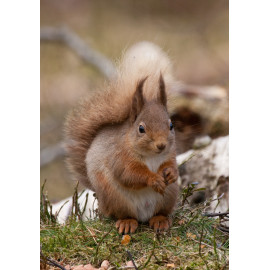 Red Squirrel Cairngorm 16