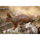 Red Squirrel Cairngorm 17