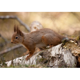 Red Squirrel Cairngorm 17