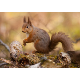 Red Squirrel Cairngorm 18