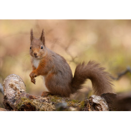Red Squirrel Cairngorm 19