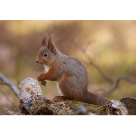 Red Squirrel Cairngorm 20
