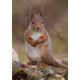 Red Squirrel Cairngorm 21
