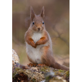 Red Squirrel Cairngorm 21