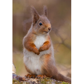 Red Squirrel Cairngorm 22