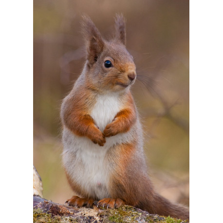 Red Squirrel Cairngorm 22