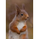 Red Squirrel Cairngorm 23