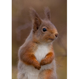 Red Squirrel Cairngorm 23