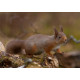 Red Squirrel Cairngorm 24