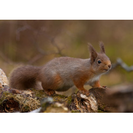 Red Squirrel Cairngorm 24