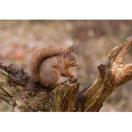 Red Squirrel Cairngorm 26