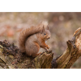 Red Squirrel Cairngorm 27