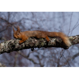 Red Squirrel Cairngorm 28