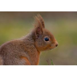 Red Squirrel Cairngorm 29