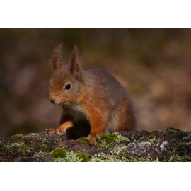 Red Squirrel Cairngorm 30