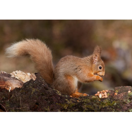Red Squirrel Cairngorm 31