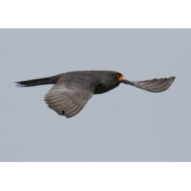 Red Footed Falcon in flight