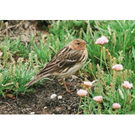 Red Throated Pipit Weybourne