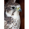 Saker Falcon