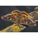 Emperor Moth Male