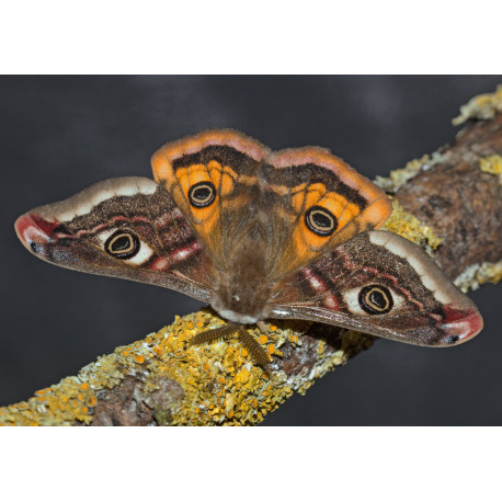 Emperor Moth Male