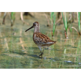 Short Billed Dowitcher Canada