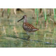Short Billed Dowitcher Canada