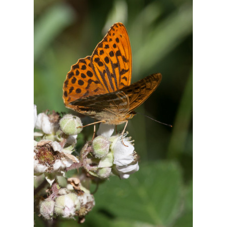 Silver Washed Fritillary Foxley Wood