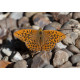 Silver Washed Fritillary on nettle