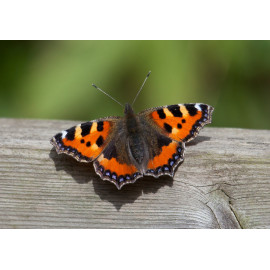 Small Tortoiseshell Minsmere