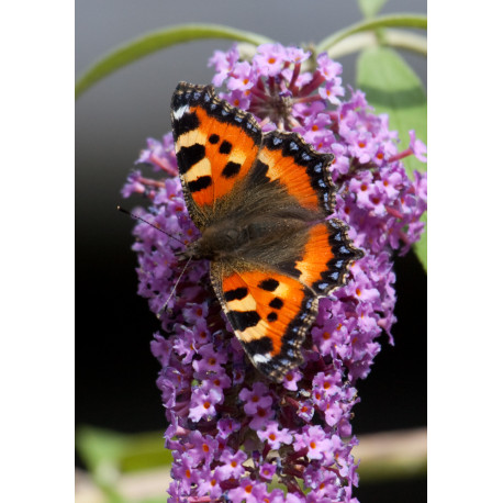 Small Tortoiseshell on Buddleia