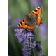 Small Tortoiseshell in Surlingham