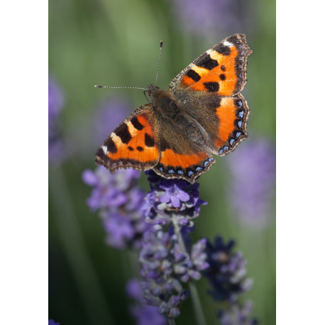 Small Tortoiseshell in Surlingham