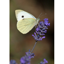 Small White in Surlingham