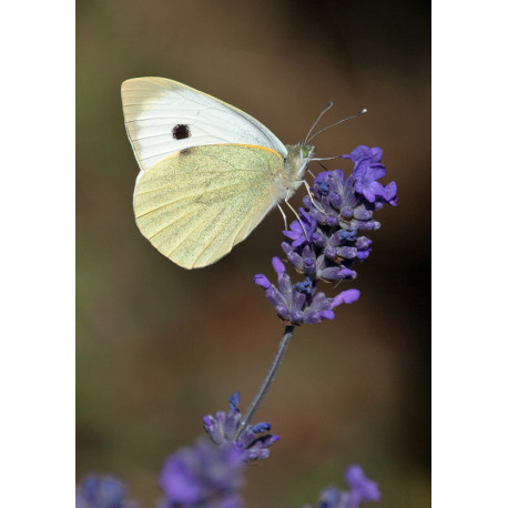 Small White in Surlingham