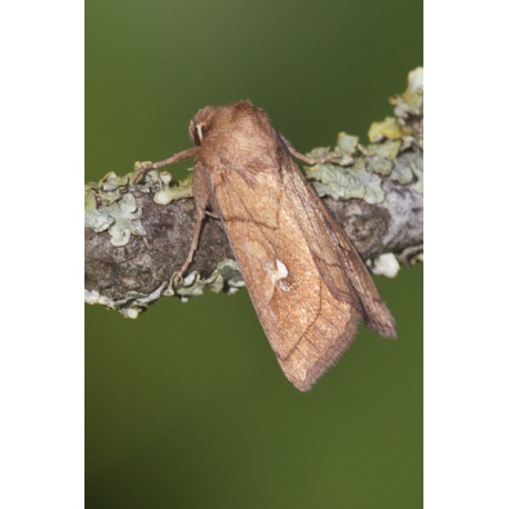 Brown Line White Eye Moth