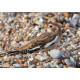 Snow Bunting Cley 5