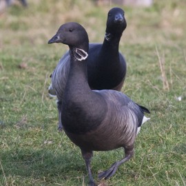 Brent Geese Holkham 1