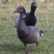 Brent Geese Holkham 1