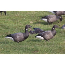Brent Geese Holkham 2