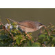Spectacled Warbler Burnham
