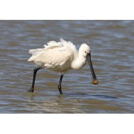 Spoonbill 2014 1