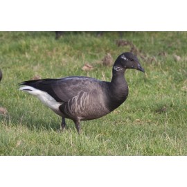 Brent Goose Holkham