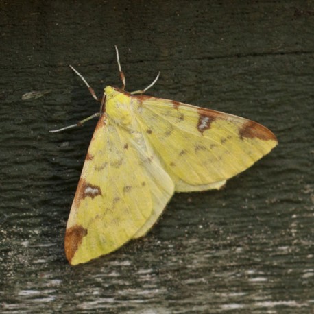 Brimstone Moth
