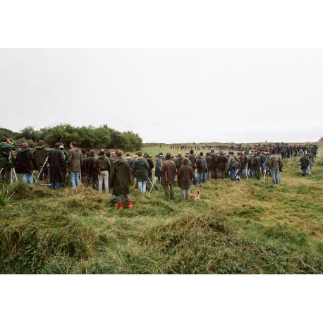 Swainson's Thrush Twitch 1987