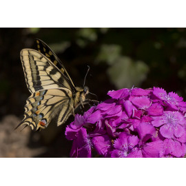 Swallowtail 2014